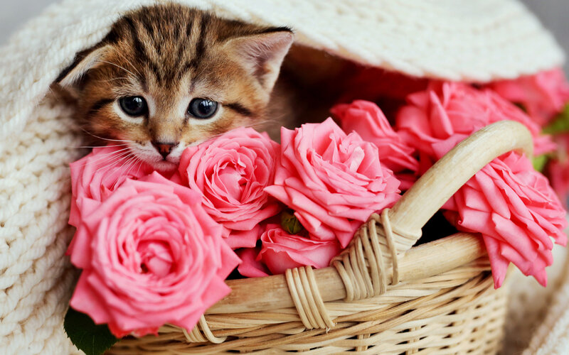 Kitten in Basket with Roses