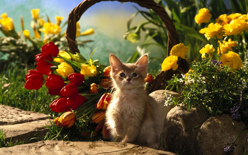 Kitten in Basket — Yellow, Serene