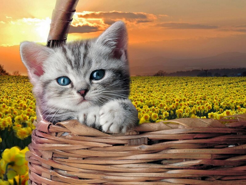 Kitten in Basket — Yellow