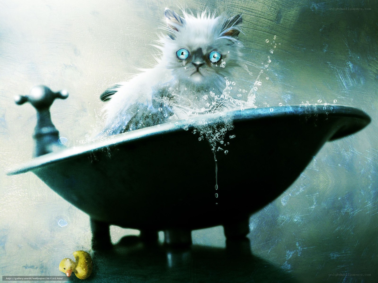kitten in bathtub with duck