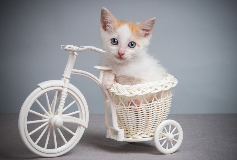 Kitten in Bicycle Basket