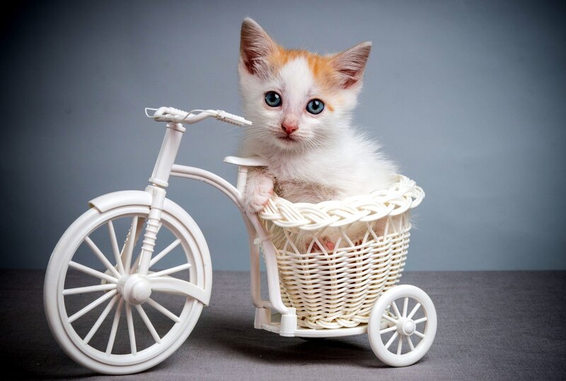 Kitten in Bicycle Basket — White, Calm