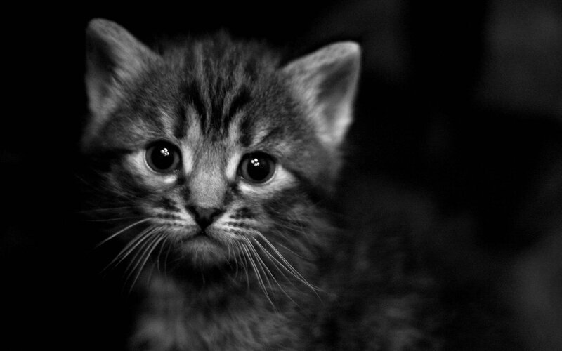 kitten in black and white