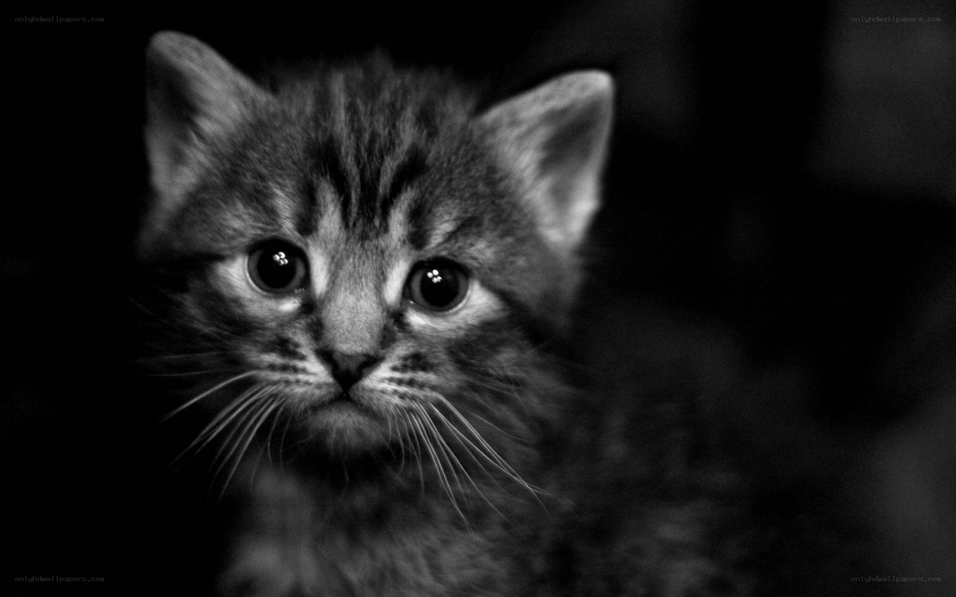 kitten in black and white