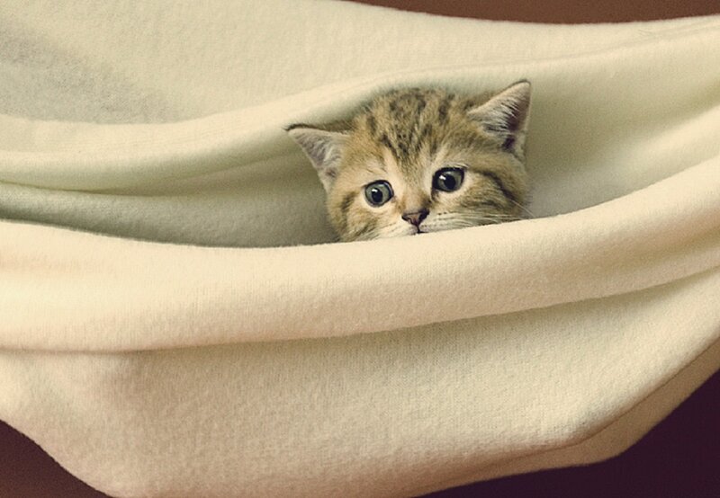 Kitten in Blanket — Beige