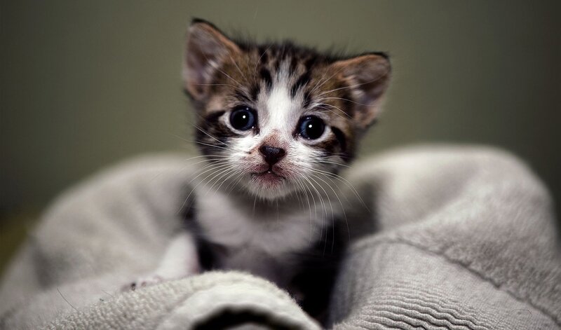 Kitten in Blanket — Gray, Calm