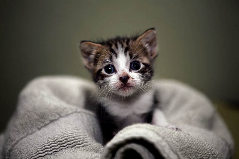 Kitten in Blanket — Gray