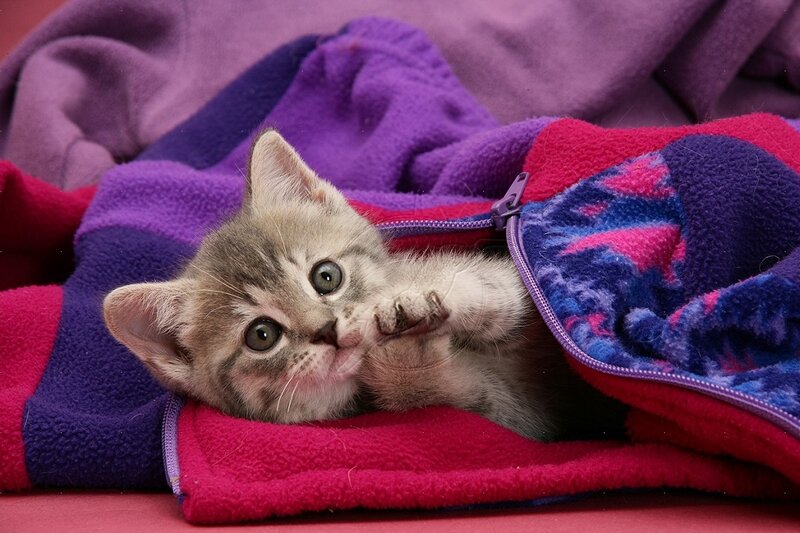 Kitten in Blanket — Purple