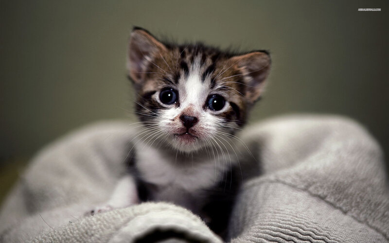 Kitten in Blanket