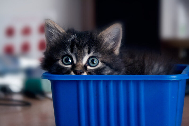 Kitten in Blue Container