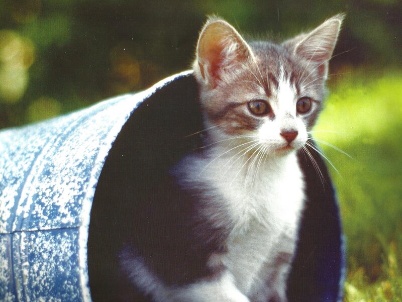 Kitten in Blue Tube