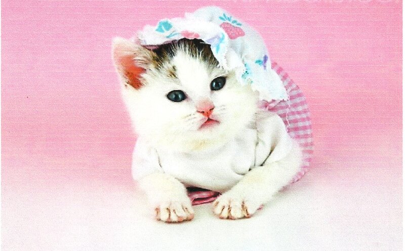 Kitten in Bonnet