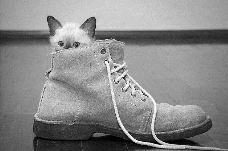 Kitten in Boot — Black, Curious, Photograph, Floor