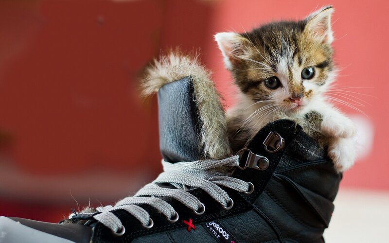 Kitten in Boot — Black, Curious, Photograph, Fur