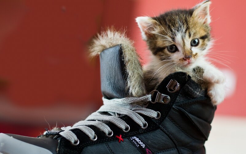 Kitten in Boot — Black, Curious, Photograph, Red Wall