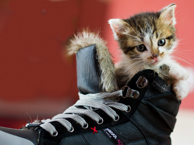 Kitten in Boot — Black, Curious, Photograph