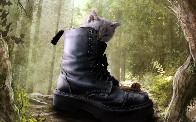 Kitten in Boot — Black, Serene, Morning