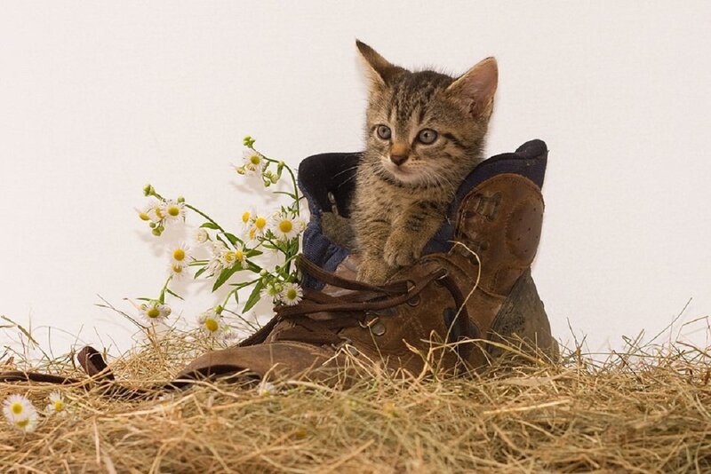 Kitten in Boot — Brown