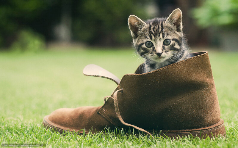 Kitten in Boot — Green, Calm, Afternoon