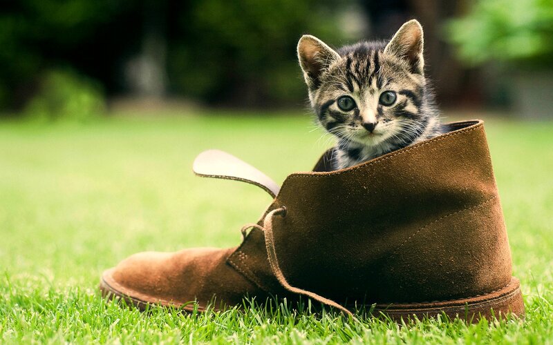 Kitten in Boot — Green