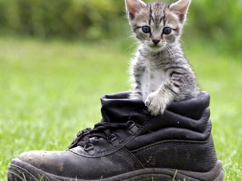 Kitten in Boot