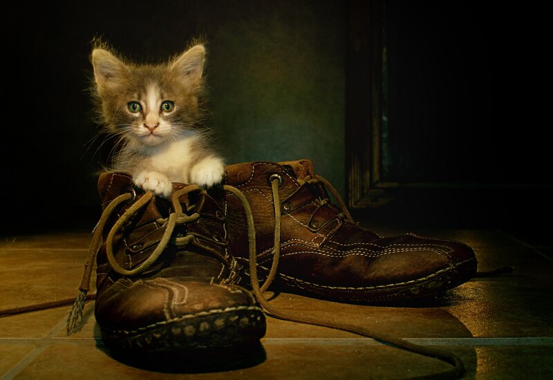 Kitten in Boots — Brown, Dramatic