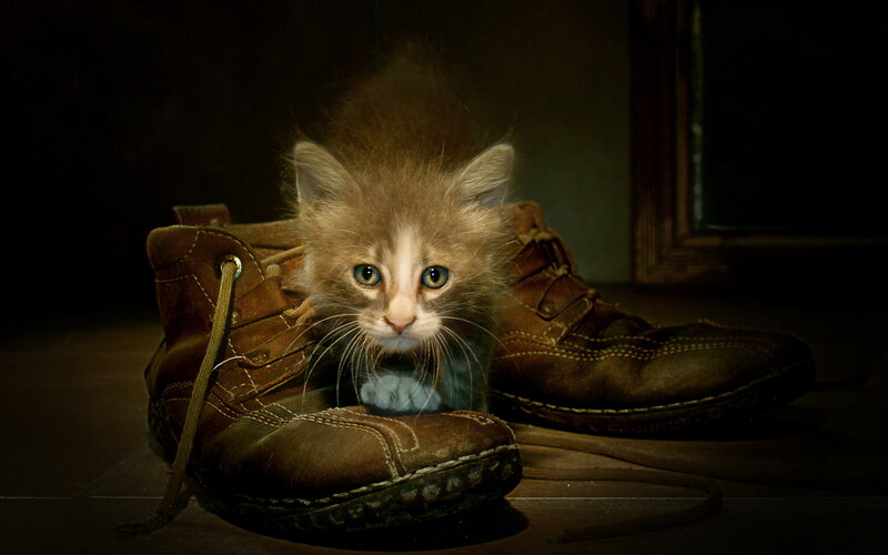 Kitten in Boots — Brown
