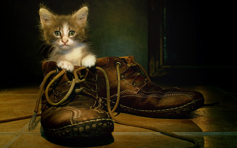Kitten in Boots