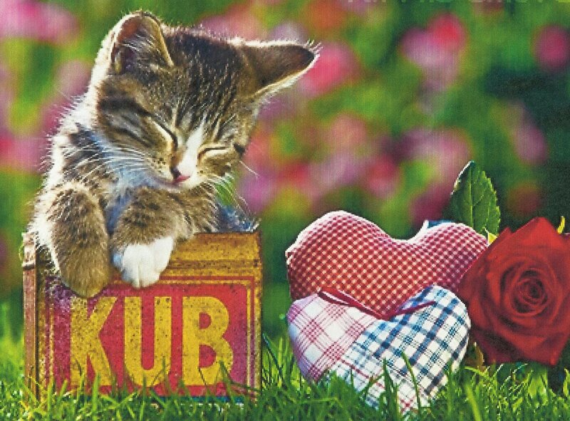 Kitten in Box