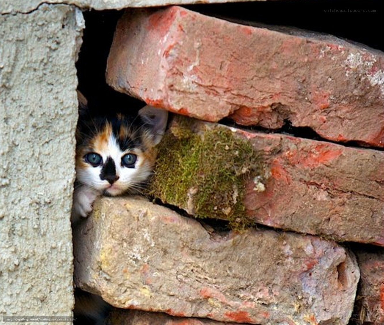 kitten in brick wall