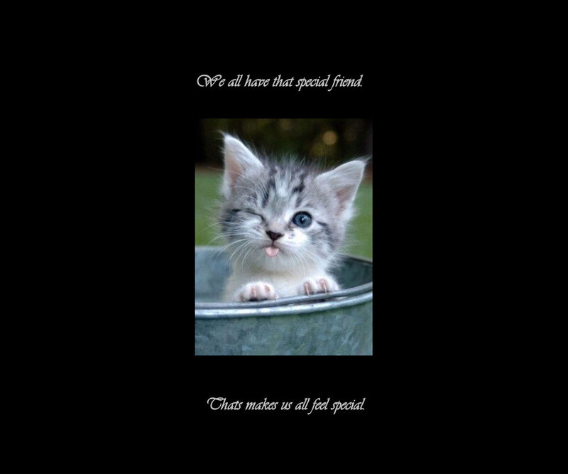Kitten in Bucket