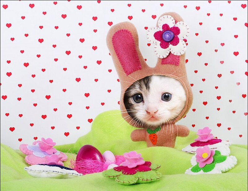 Kitten in Bunny Hat