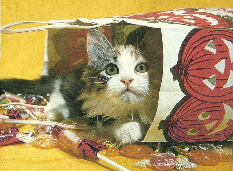 Kitten in Candy Bag