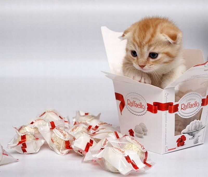 Kitten in Candy Box