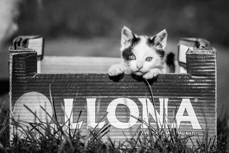 Kitten in Cardboard Box — Black, Curious, Photograph