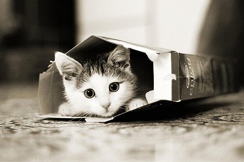 Kitten in Cardboard Box — Black, Curious