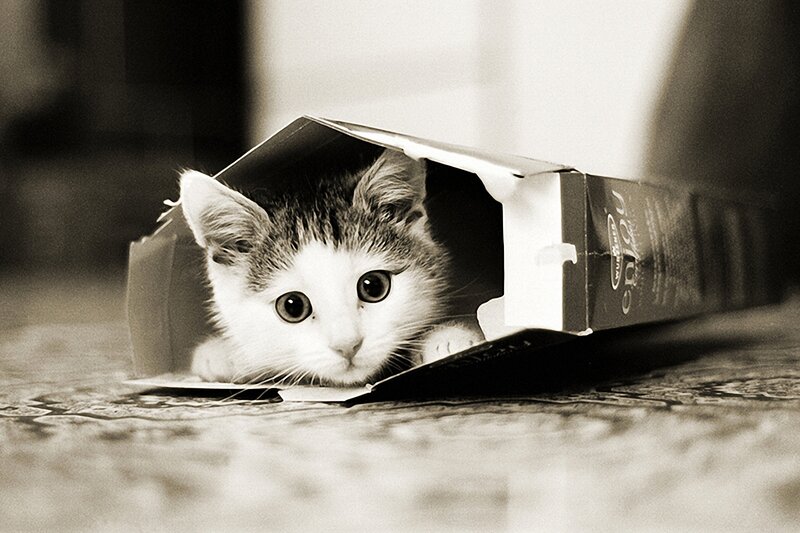 Kitten in Cardboard Box — Black