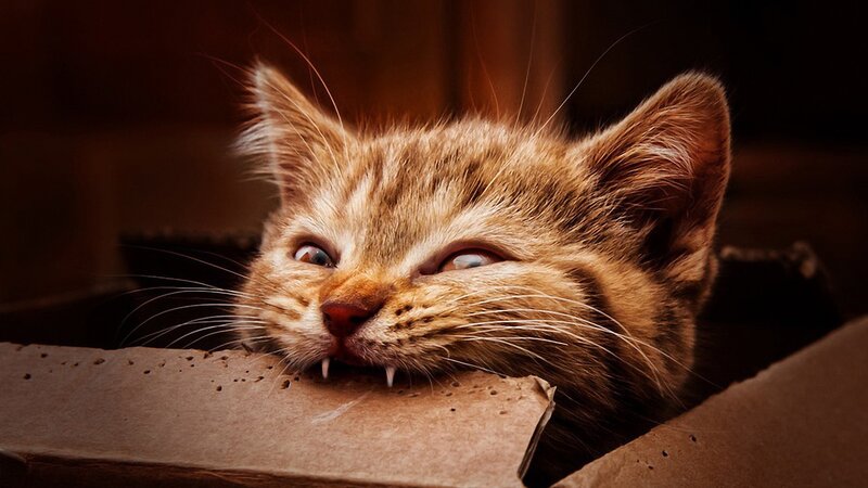 Kitten in Cardboard Box — Brown, Dramatic