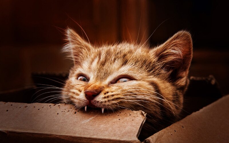 Kitten in Cardboard Box — Brown