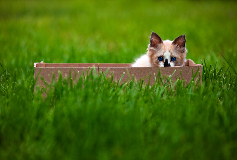 Kitten in Cardboard Box — Green