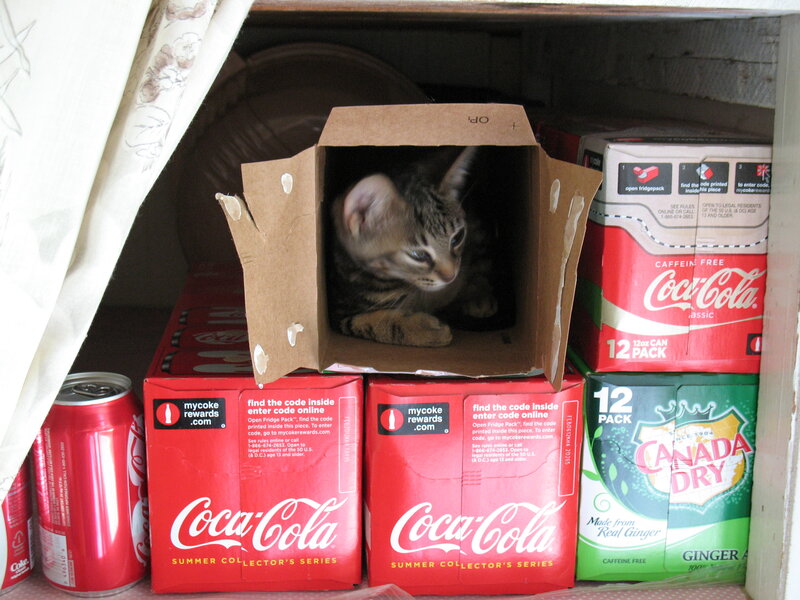 Kitten in Cardboard Box — Red