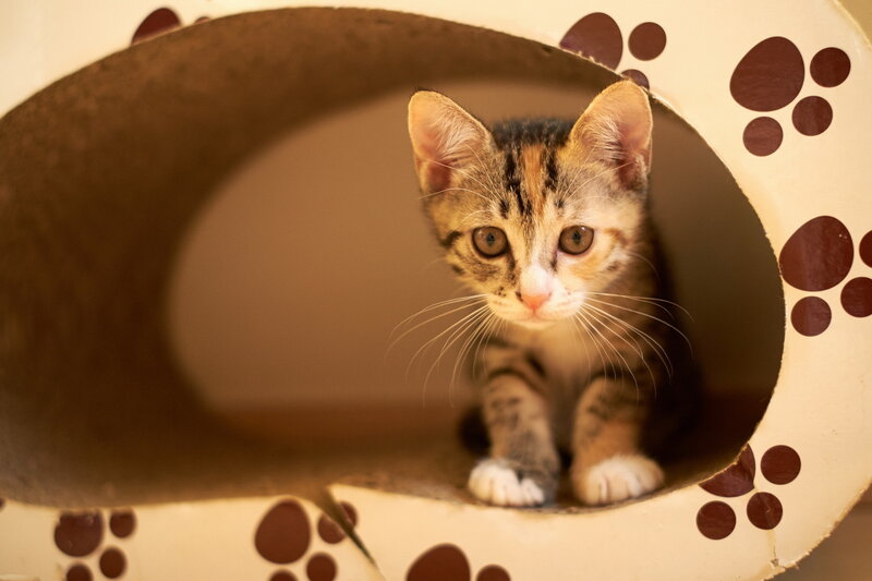 Kitten in Cardboard Tube