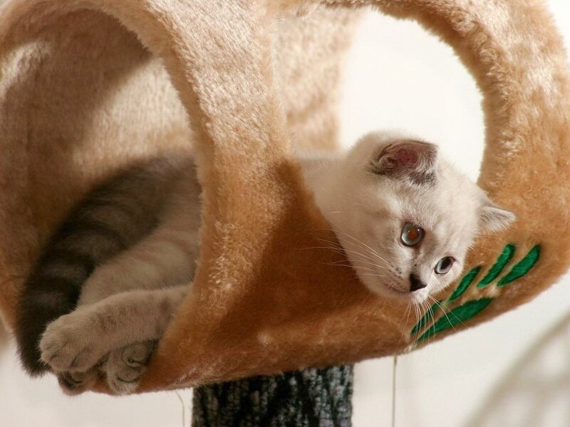 Kitten in Cat Tree