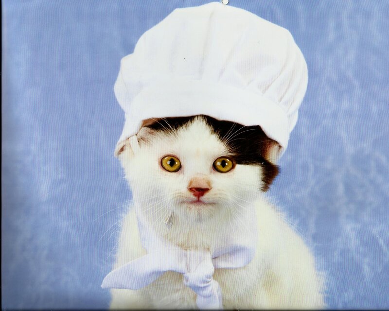 Kitten in Chef Hat
