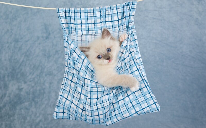 Kitten in Cloth Pocket