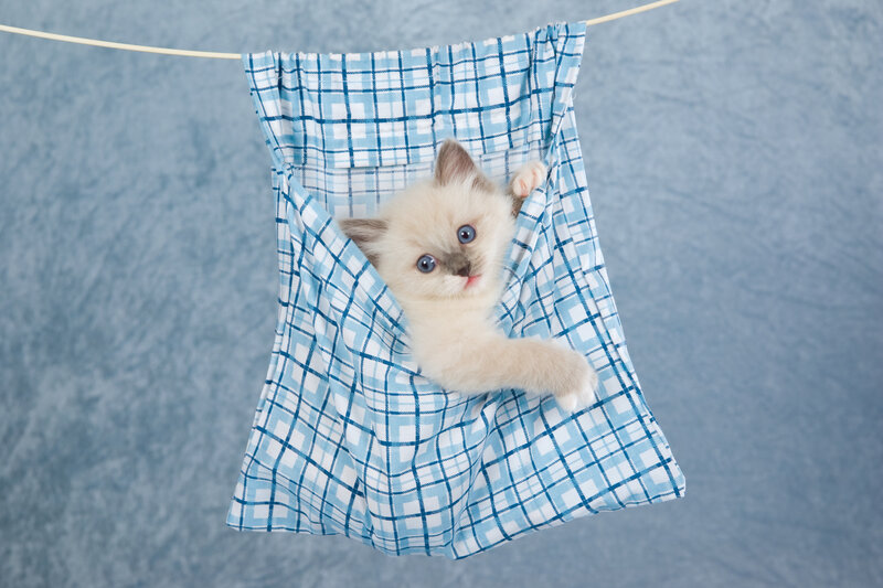 Kitten in Cloth Pouch