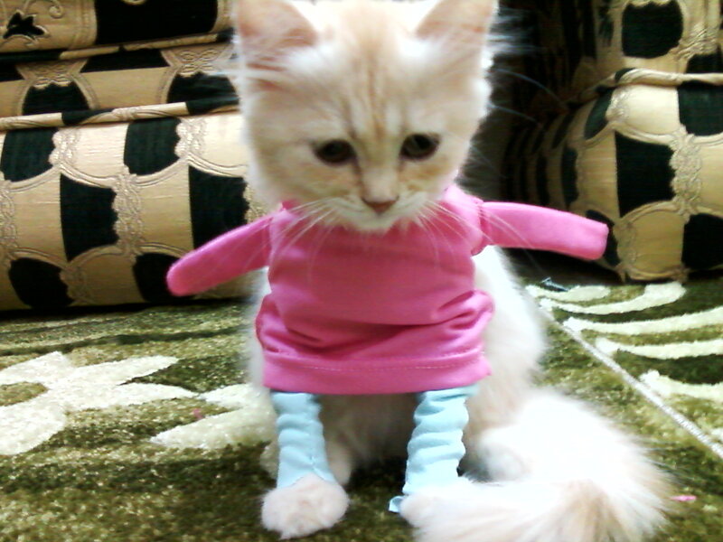 Kitten in Clothes
