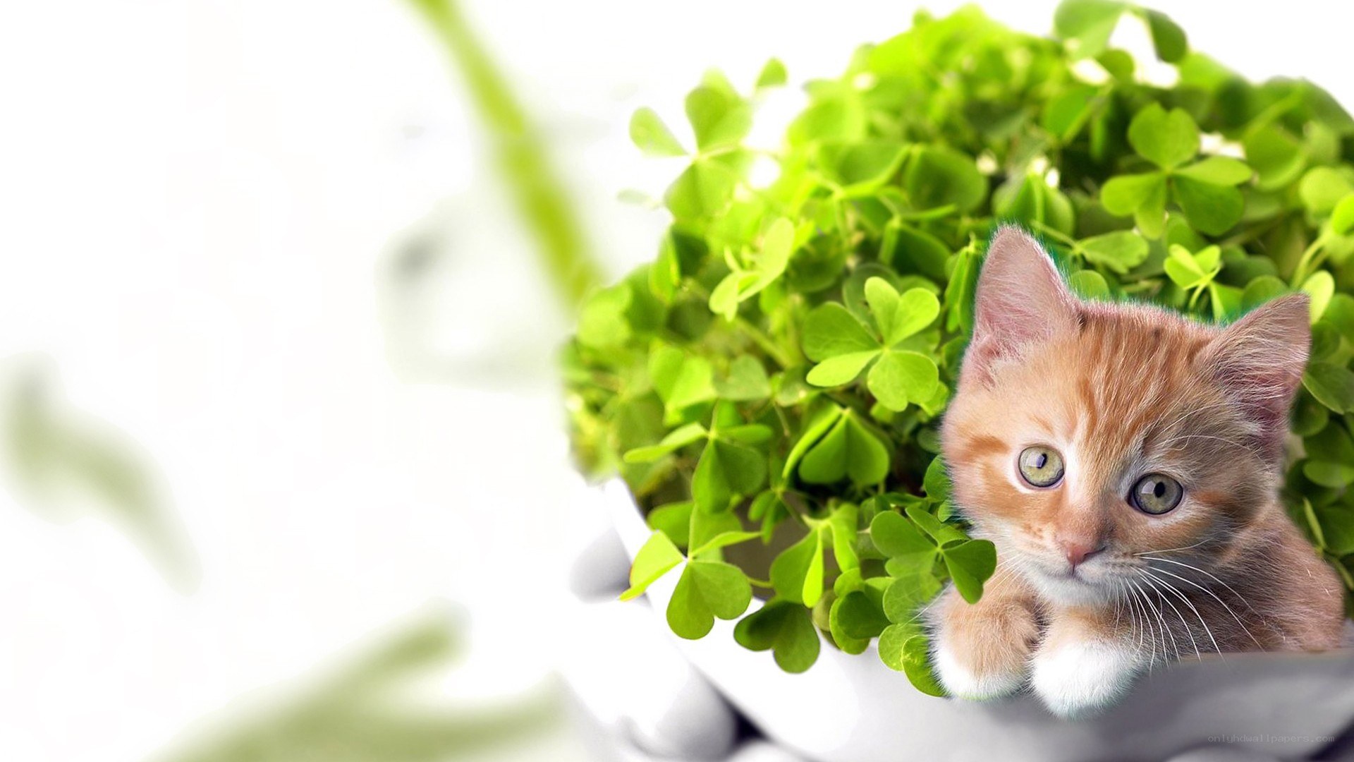 kitten in clover leaves