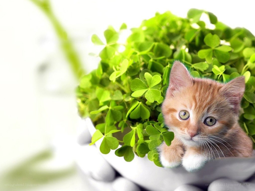 kitten in clover leaves