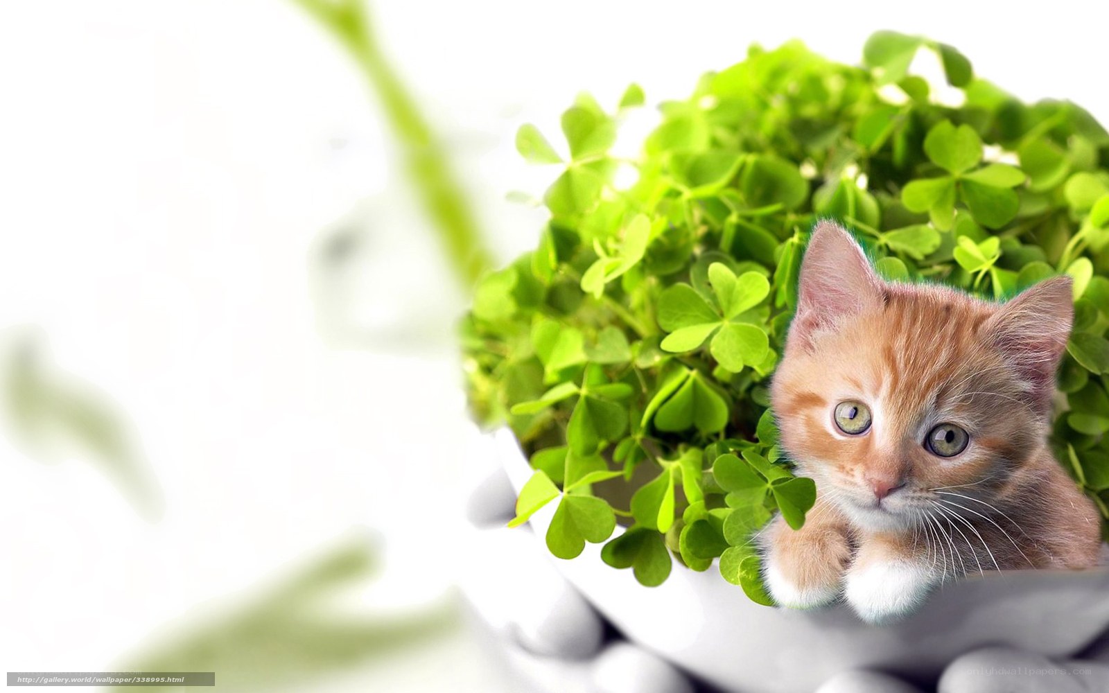 kitten in clover leaves